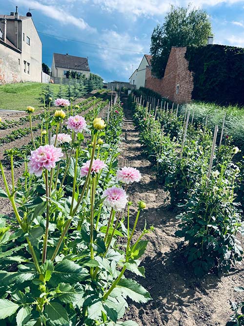 Dahlien frisch vom Feld - Blumen Schuller
