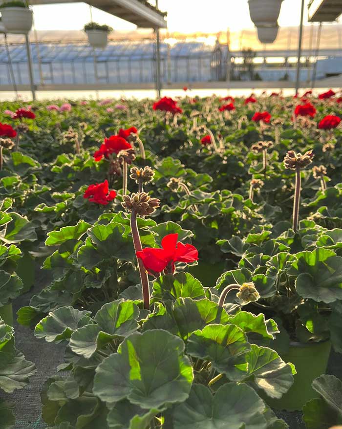 Pelargonien - Blumen Schuller